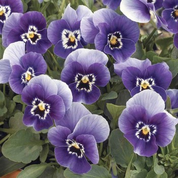 Пенни F1 марина семян виолы (Syngenta)