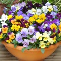 Виола Микс (mix) крупноцветковые семена виолы (Floragran)