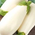 Вкус грибов семян баклажана среднего (GL Seeds)