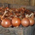 ЄС 1104 F1 насіння цибулі ріпчастої жовтої (LibraSeeds)