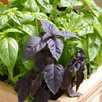 6 ароматов семян базилика (GL Seeds)