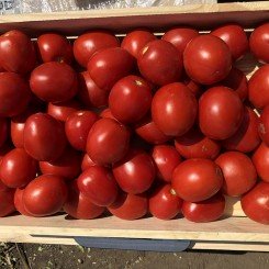 9969 F1 семена детерминантного томата (Lark Seeds)