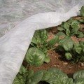 Агроволокно біле (щільність 40г/м2) (Agreen)