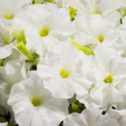 Аладдин F1 белая (white) семена петунии грандифлора (Benary)