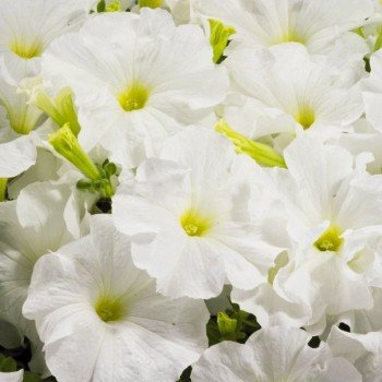 Аладдин F1 белая (white) семена петунии грандифлора (Benary)