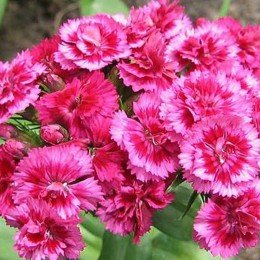 Алиби Микс (Alibi Mix) семена гвоздики F1 (Dianthus F1) (Kitano Seeds)