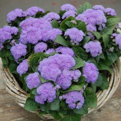 Алоха F1 блю (синий) семян агератума (Hem Genetics)