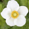 Анемона біла (white) насіння (Benary)