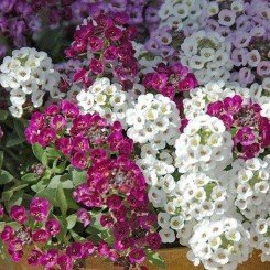 Ангора Микстуре (Mixture) семена алиссума (Kitano Seeds)