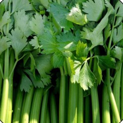 Аніта насіння селери кореневої (Satimex СДБ)