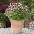 Бандера пінк (Pink) насіння лаванди (Pan American)