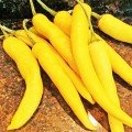 Бараний ріг жовтий насіння гіркого перцю (Геліос)