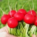 Бодиам F1 (2,5-2,75) семена редиса (Rijk Zwaan)