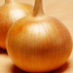 Бонус F1 насіння цибулі ріпчастої жовтої (Takii Seeds)