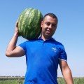Брендон F1 насіння кавуна (LibraSeeds)