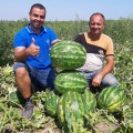 Брендон F1 насіння кавуна (LibraSeeds)