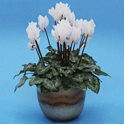 Бригитта семян цикламена мини (Cerny)
