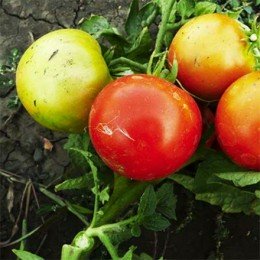 Бушмен семян помидора детерминантного (GL Seeds)