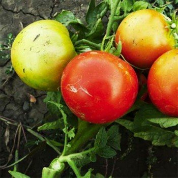 Бушмен насіння помідора детермінантного (GL Seeds)
