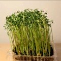 Сочевиця насіння мікрозелене (Agrocity)