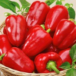 Красное чудо семян перца сладкого (Гелиос)