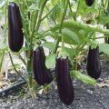 Честер F1 (ES Chester F1) насіння баклажану раннього (Ergon seeds)