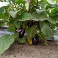 Честер F1 (ES Chester F1) насіння баклажану раннього (Ergon seeds)