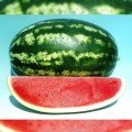 Цицера F1 насіння кавуна середнього (Ergon seeds)