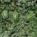 Цицера F1 насіння кавуна середнього (Ergon seeds)