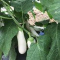 ЦРХ 50153 F1 (CRX 50153 F1) насіння баклажана удл.-цил. білого (Cora Seeds)