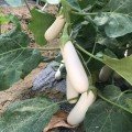 ЦРХ 50153 F1 (CRX 50153 F1) насіння баклажана удл.-цил. білого (Cora Seeds)