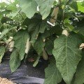 ЦРХ 50153 F1 (CRX 50153 F1) насіння баклажана удл.-цил. білого (Cora Seeds)