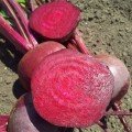 Привілей F1 (Privilege F1, CRX 409 F1) насіння буряка столового (Cora Seeds)
