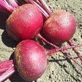 Привілей F1 (Privilege F1, CRX 409 F1) насіння буряка столового (Cora Seeds)