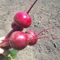 Привілей F1 (Privilege F1, CRX 409 F1) насіння буряка столового (Cora Seeds)