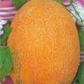 Даны семена дыни (Гелиос)