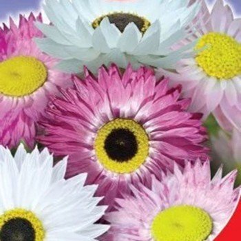 Діамантова троянда (сухоцвіт) насіння акроклінума (GL Seeds)