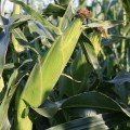 Ділан F1 насіння кукурудзи суперсолодка Sh2 ультрарання 68-71 дн. 22-24 см (Soto Seeds)
