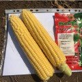 Ділан F1 насіння кукурудзи суперсолодка Sh2 ультрарання 68-71 дн. 22-24 см (Soto Seeds)