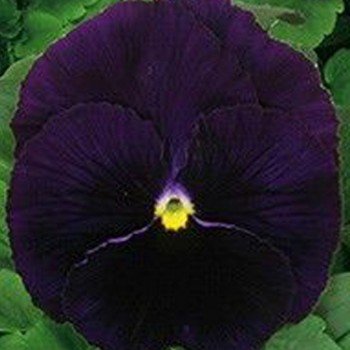 Династія Purple (фіолетовая) насіння фіалки (Kitano Seeds)