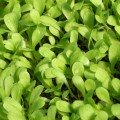 Для травления (6 урожаев) набор семян микрозеленый (Agrocity)