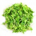 Для травления (6 урожаев) набор семян микрозеленый (Agrocity)