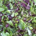 Для травления (6 урожаев) набор семян микрозеленый (Agrocity)