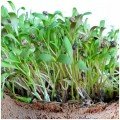 Для травления (6 урожаев) набор семян микрозеленый (Agrocity)