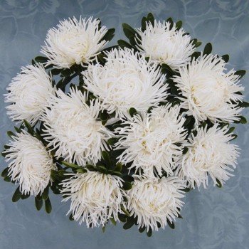 Дрегон біла (White) насіння айстри голчастої (Satimex)
