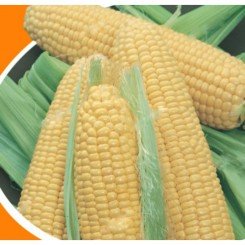 Джульетта насіння кукурудзи солодкої Se (Яскрава)