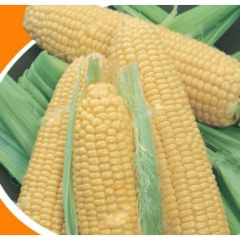 Джульетта насіння кукурудзи солодкої Se (Яскрава)
