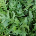 Экстремальные семена рукколы (LibraSeeds)