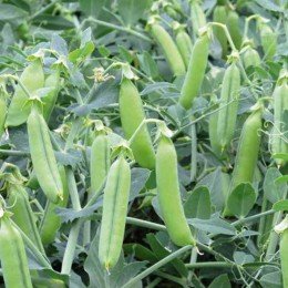 Ельдорадо насіння гороху овочевого (Syngenta)