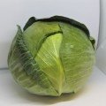 ЕС 2144 F1 семена капусты белокочанной (Ergon seeds)